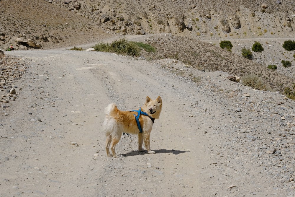 Nala in the Wakhan Corridor