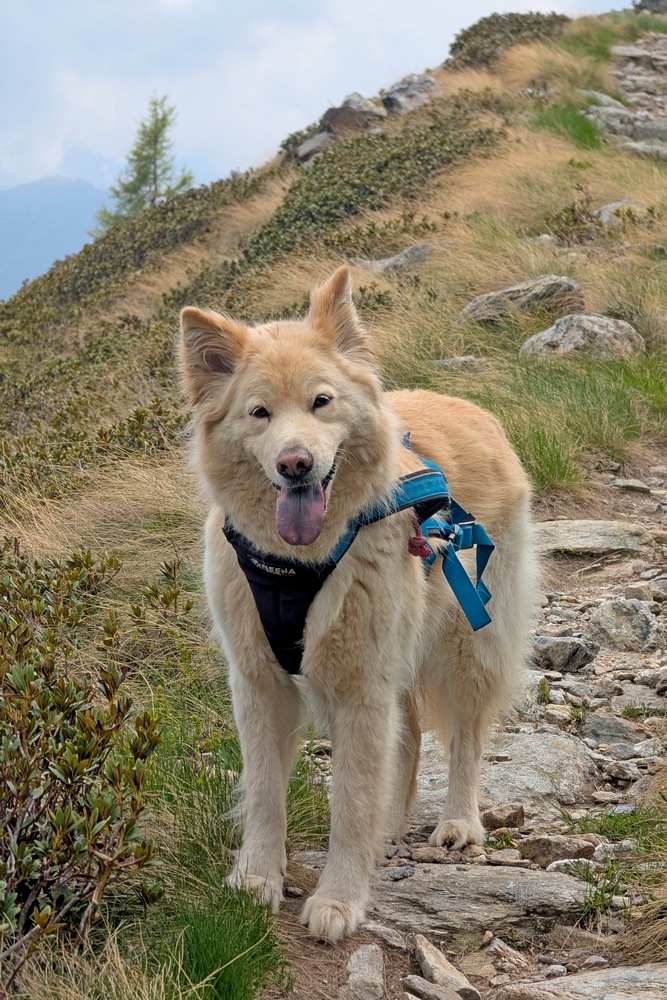 Nala on the mountains