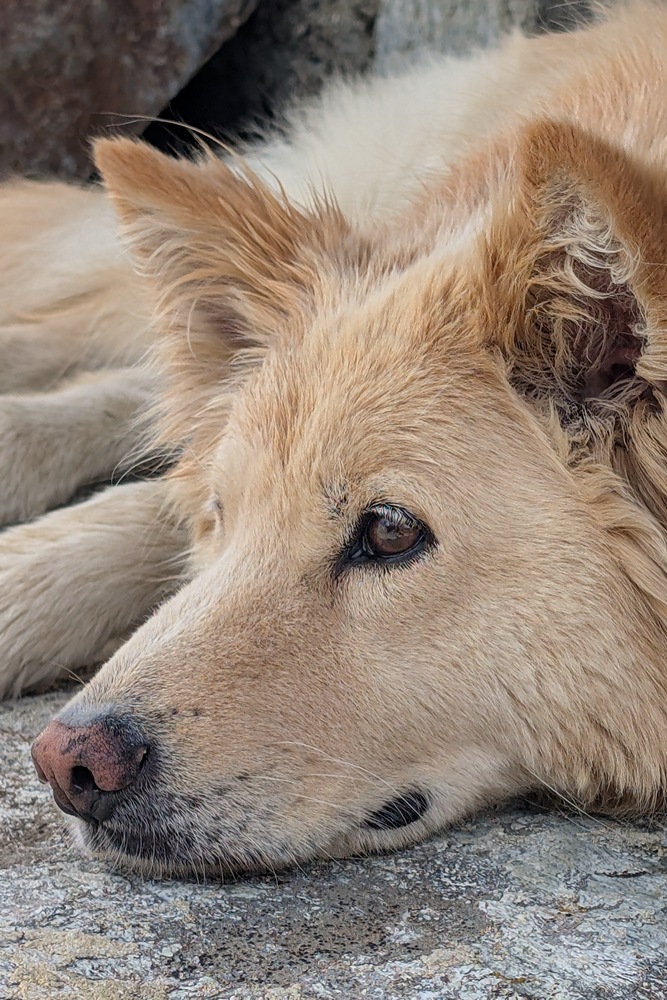 Nala is relaxing after a hike
