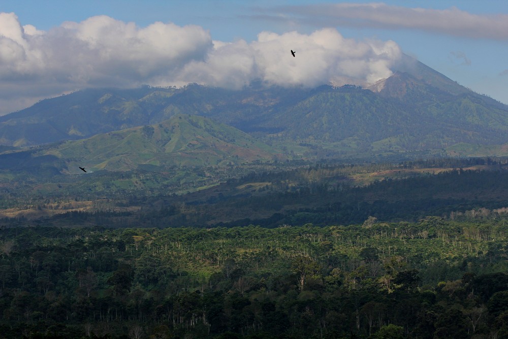 Tropical forests around the crater of Kawah Ijen